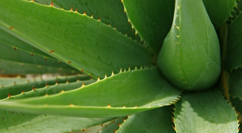 aloe vera para bajar de peso